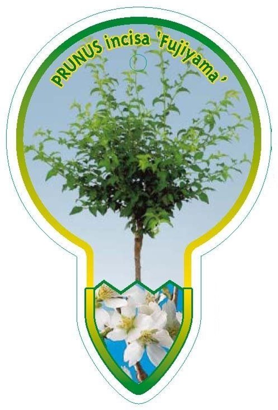 Prunus incisa 'Fujiyama' - 60 CM Stem C4